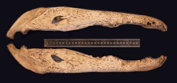 Media type: image;   Herpetology R-153039
